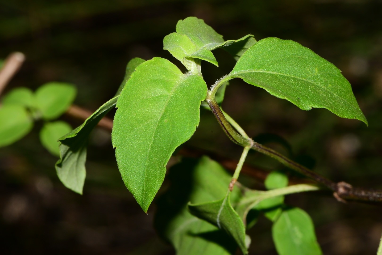 Ocimum campechianum
